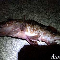 タチウオ不在もアナゴはいる!