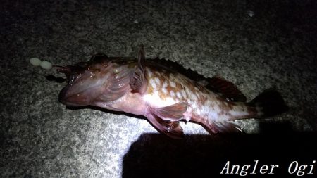 タチウオ不在もアナゴはいる!