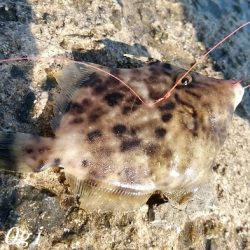 東浦でタチウオ・西浦で良型アジ！！