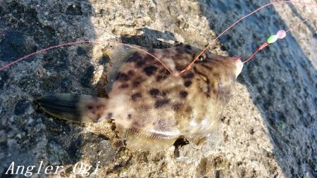 東浦でタチウオ・西浦で良型アジ！！