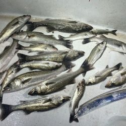 TOPGUN名古屋 釣果