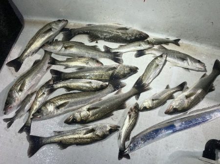 TOPGUN名古屋 釣果