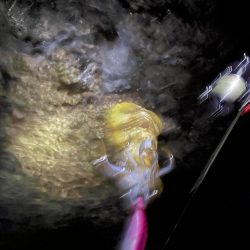 エギング大会開催してアオリイカ釣ってきました。キロアップ釣った人も( ﾟДﾟ)