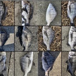 イチノ兄弟、釣果！