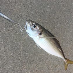 青物ボウズ、太刀魚ボウズ、アジ!メバル!ガシラ!、