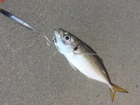 青物ボウズ、太刀魚ボウズ、アジ!メバル!ガシラ!、