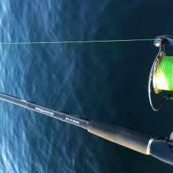 サゴシもアナゴも一回り成長！