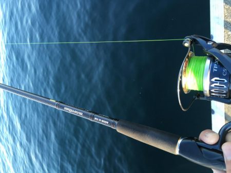 サゴシもアナゴも一回り成長！