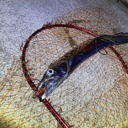 瀬戸内の島アジングとショアジギング