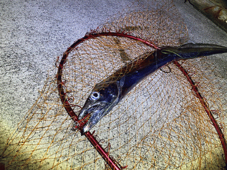 瀬戸内の島アジングとショアジギング