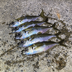 瀬戸内の島アジング(2020-24)