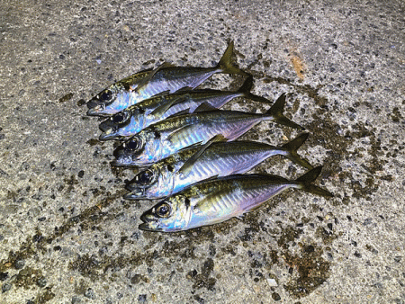 瀬戸内の島アジング(2020-24)