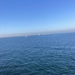 ハマチがポツポツ