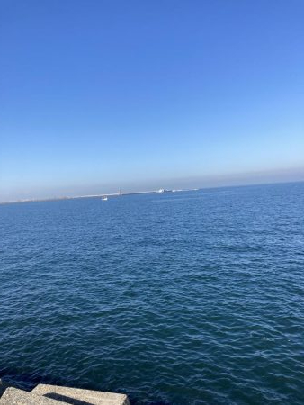 ハマチがポツポツ