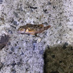 アジはどこですか?