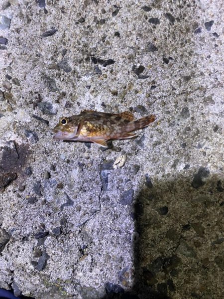 アジはどこですか?