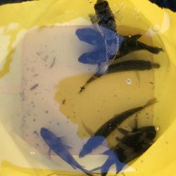 サビキも厳しくなってきました