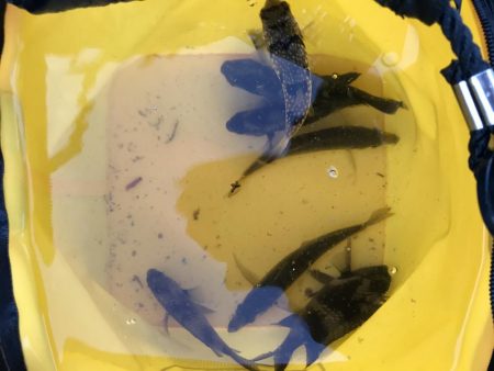 サビキも厳しくなってきました