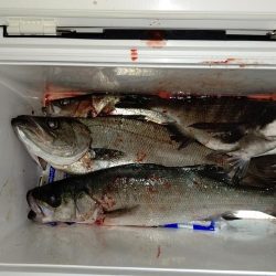 いつもの同じ魚の釣り