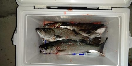 いつもの同じ魚の釣り