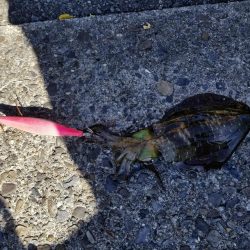 今日もチビアオリと戯れる