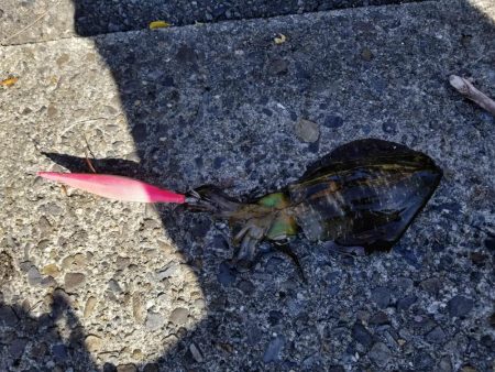 今日もチビアオリと戯れる