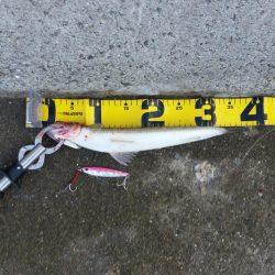 早朝プチsalt water game