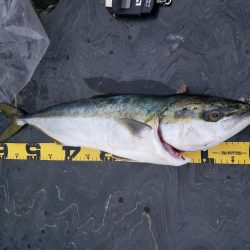 小さいけどこの前のリベンジ(*^-^)