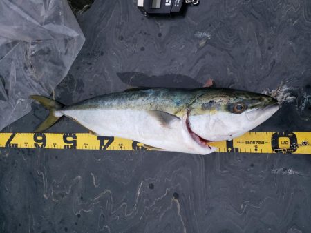 小さいけどこの前のリベンジ(*^-^)