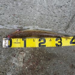 早朝プチsalt water game!