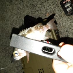 やっと入れました!