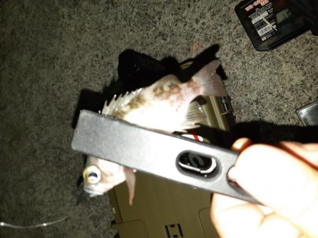 やっと入れました!