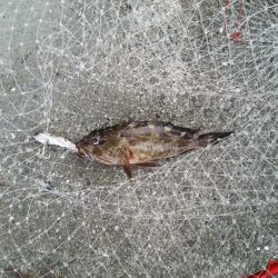 早朝プチsalt water game!