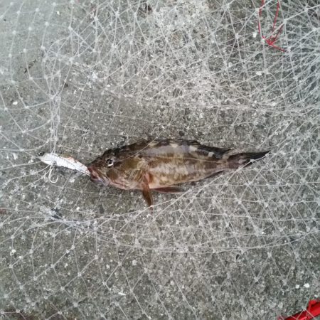 早朝プチsalt water game!