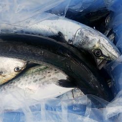 じあいでサゴシ連発!!