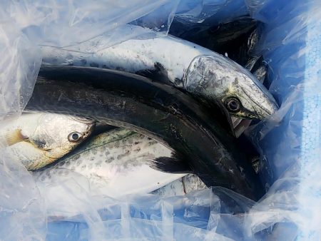 じあいでサゴシ連発!!