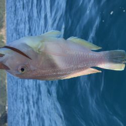 11／8オフショア釣果