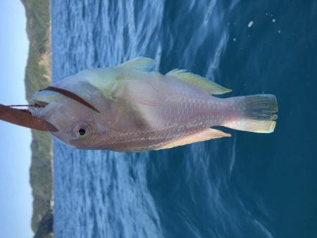 11／8オフショア釣果