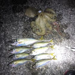 シーバスとアジング