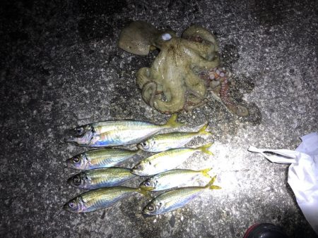 シーバスとアジング