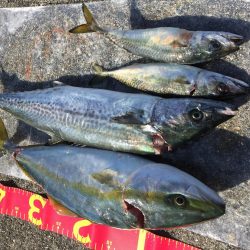 今年初サゴシ。