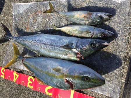 今年初サゴシ。