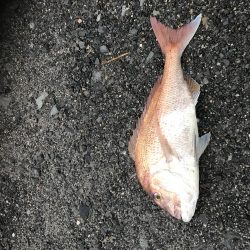 丘からえげつない真鯛!