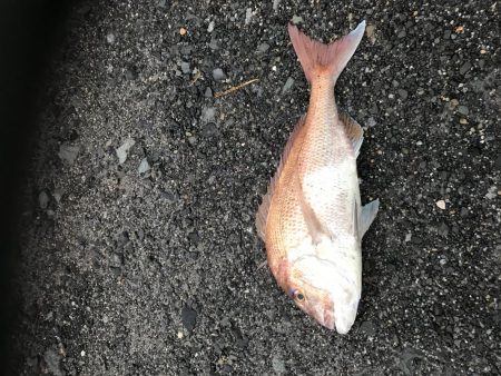 丘からえげつない真鯛!