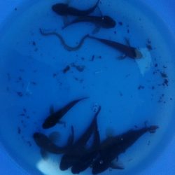 投げ釣りから穴釣りに変更