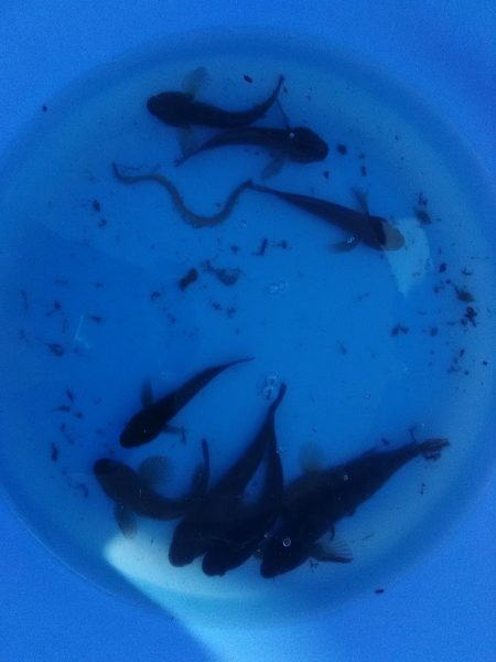 投げ釣りから穴釣りに変更