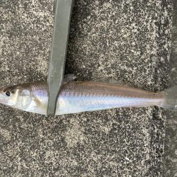 デイライトゲーム