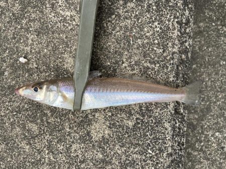 デイライトゲーム