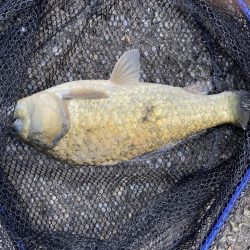 初パンプカ釣り