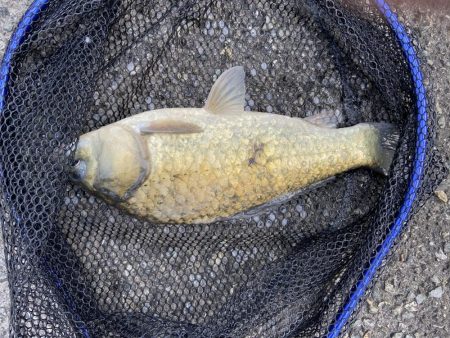 初パンプカ釣り